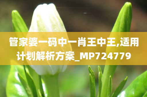 管家婆一码中一肖王中王,适用计划解析方案_MP724779