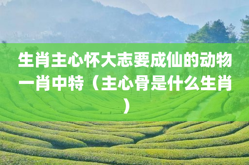 生肖主心怀大志要成仙的动物一肖中特（主心骨是什么生肖）