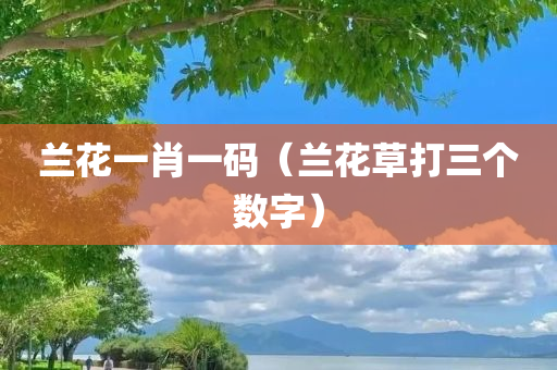 兰花一肖一码（兰花草打三个数字）