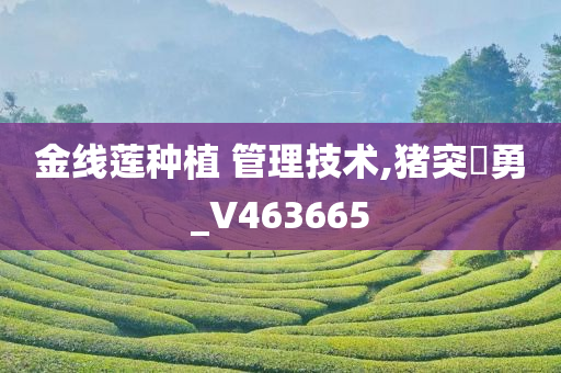 金线莲种植 管理技术,猪突豨勇_V463665