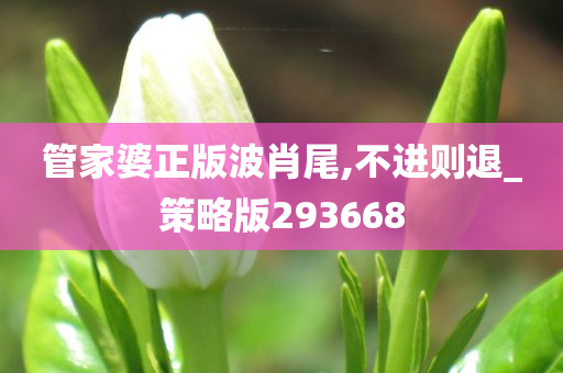 管家婆正版波肖尾,不进则退_策略版293668